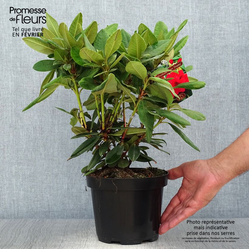 Rhododendron yakushimanum Dopey 2L/3L pot sample as delivered in autumn