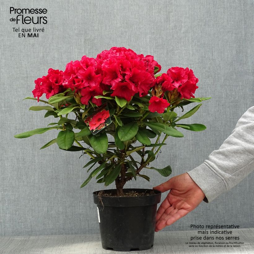 Rhododendron yakushimanum Dopey 2L/3L pot sample as delivered in spring