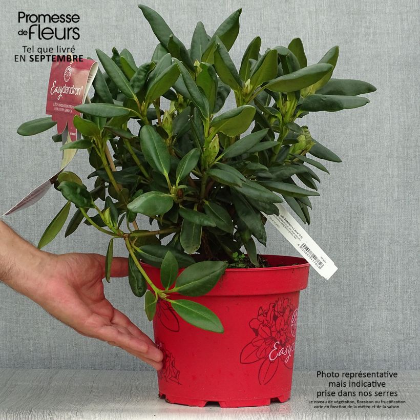Rhododendron yakushimanum Easydendron Bohlkens Laura 4L/5L pot sample as delivered in autumn