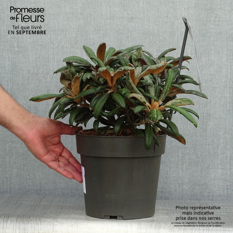 Rhododendron yakushimanum Koichiro Wada 4L/5L pot sample as delivered in autumn