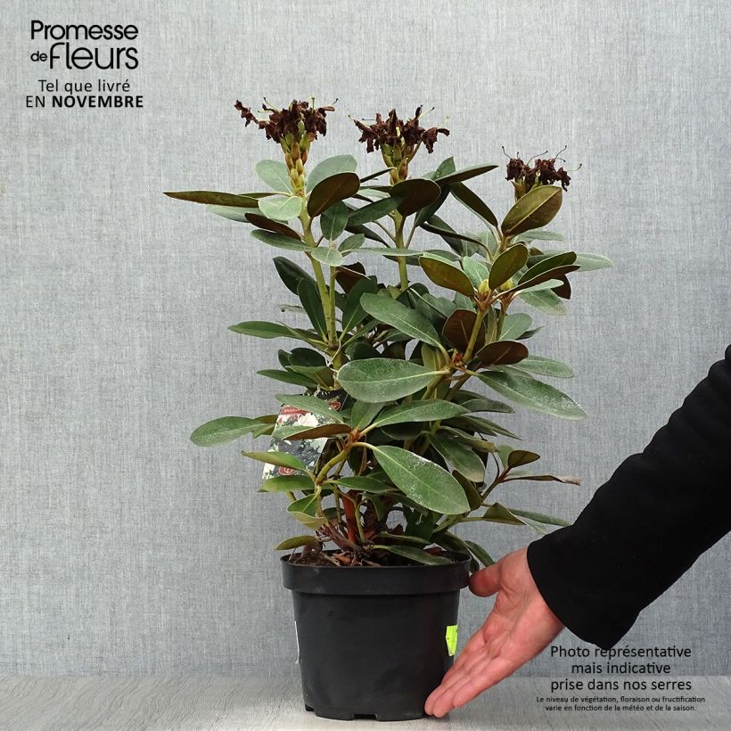 Rhododendron yakushimanum Silberwolke 3L/4L pot sample as delivered in autumn