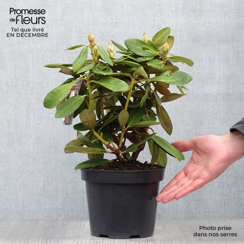 Rhododendron yakushimanum Silberwolke 3L/4L pot sample as delivered in winter