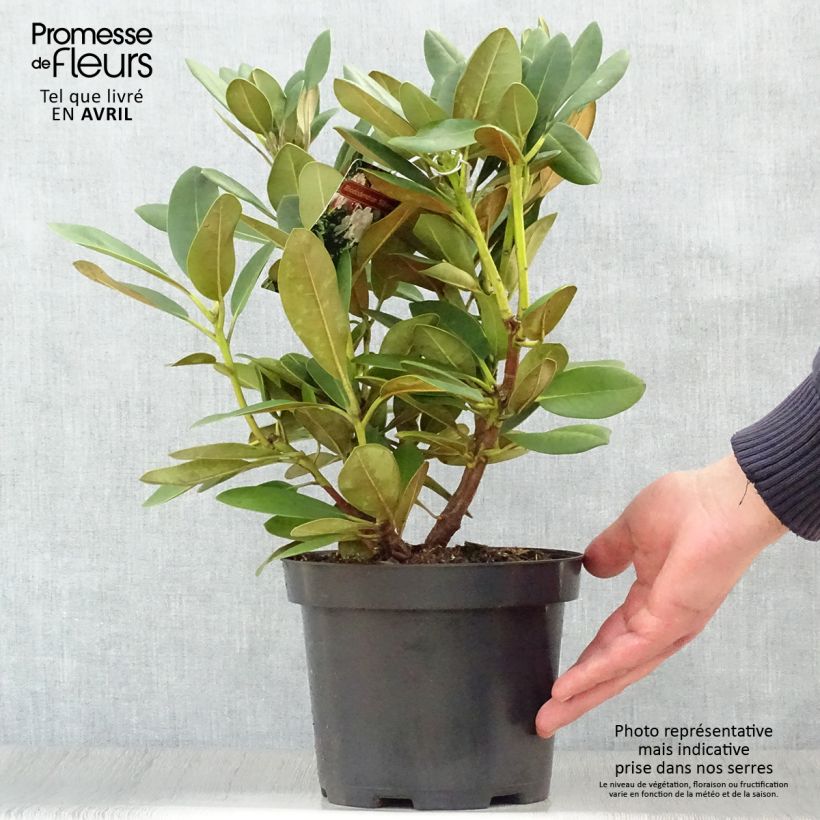 Rhododendron yakushimanum Silberwolke 3L/4L pot sample as delivered in spring