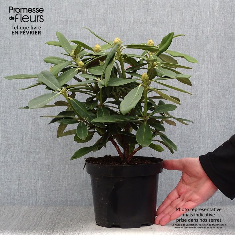 Rhododendron yakushimanum Sneezy 2L/3L pot sample as delivered in winter