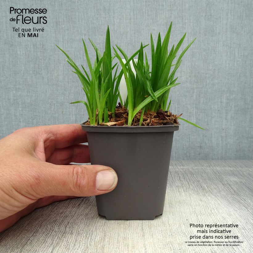 Rhodohypoxis Fairytale 8/9 cm pot sample as delivered in spring