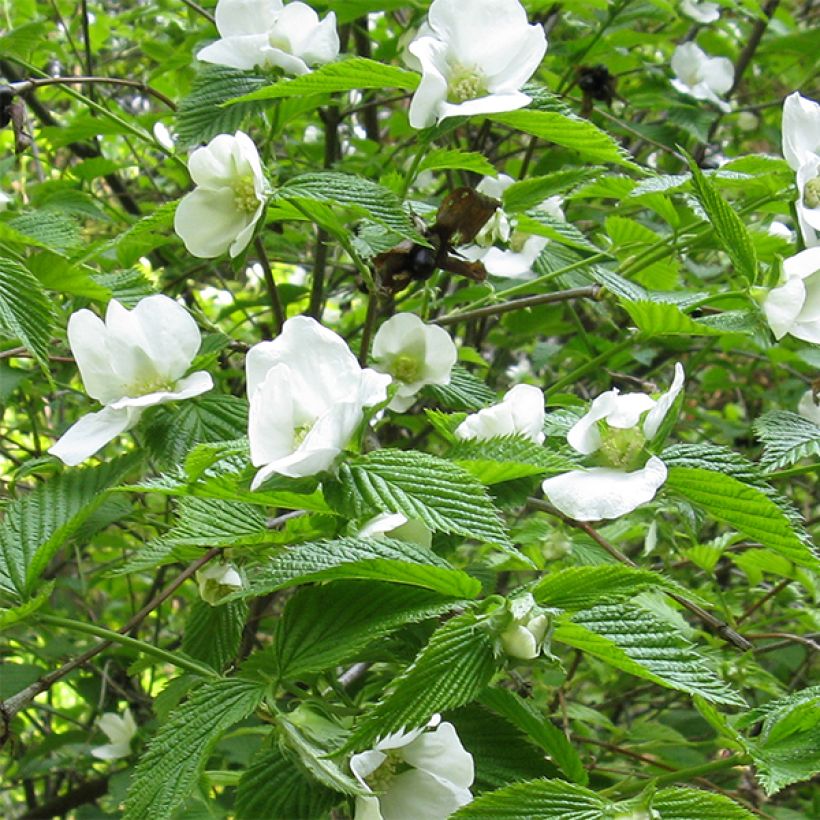 Rhodotypos scandens (Flowering)