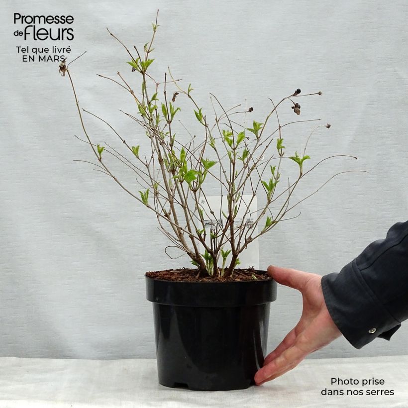 Rhodotypos scandens 3L/4L pot sample as delivered in spring