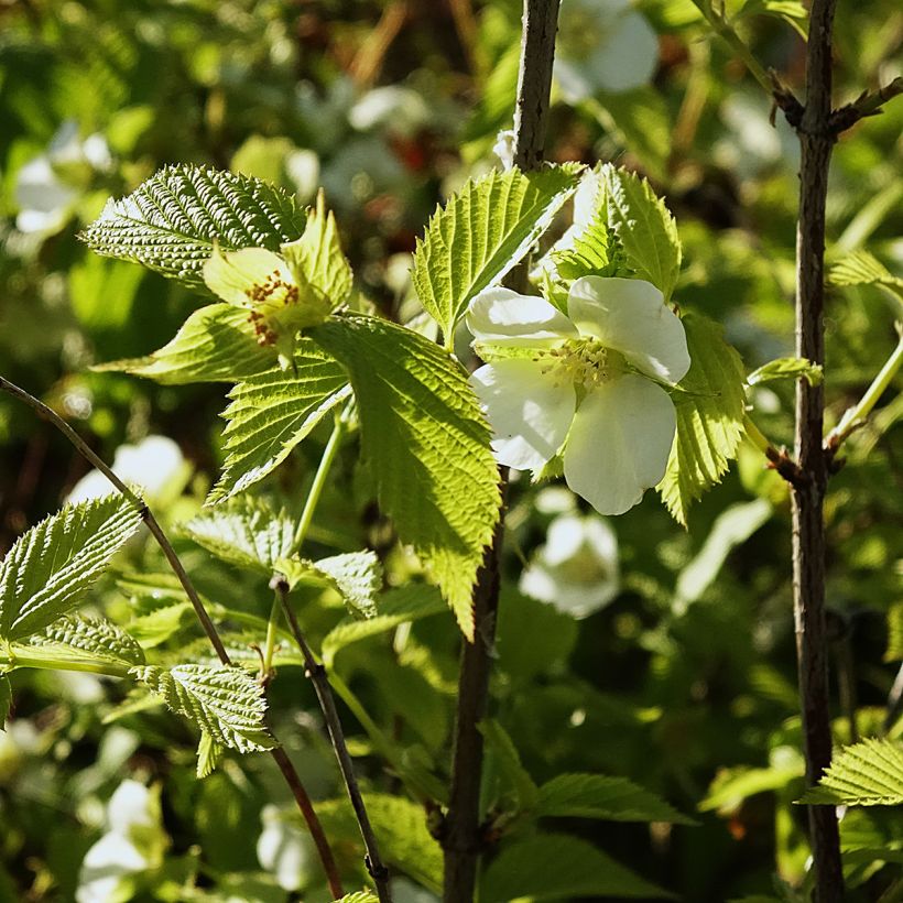 Rhodotypos scandens (Flowering)