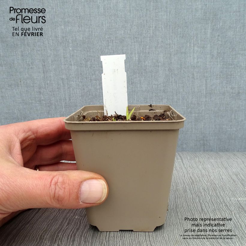 Rhodohypoxis Fairy Kisses 8/9 cm pot sample as delivered in winter