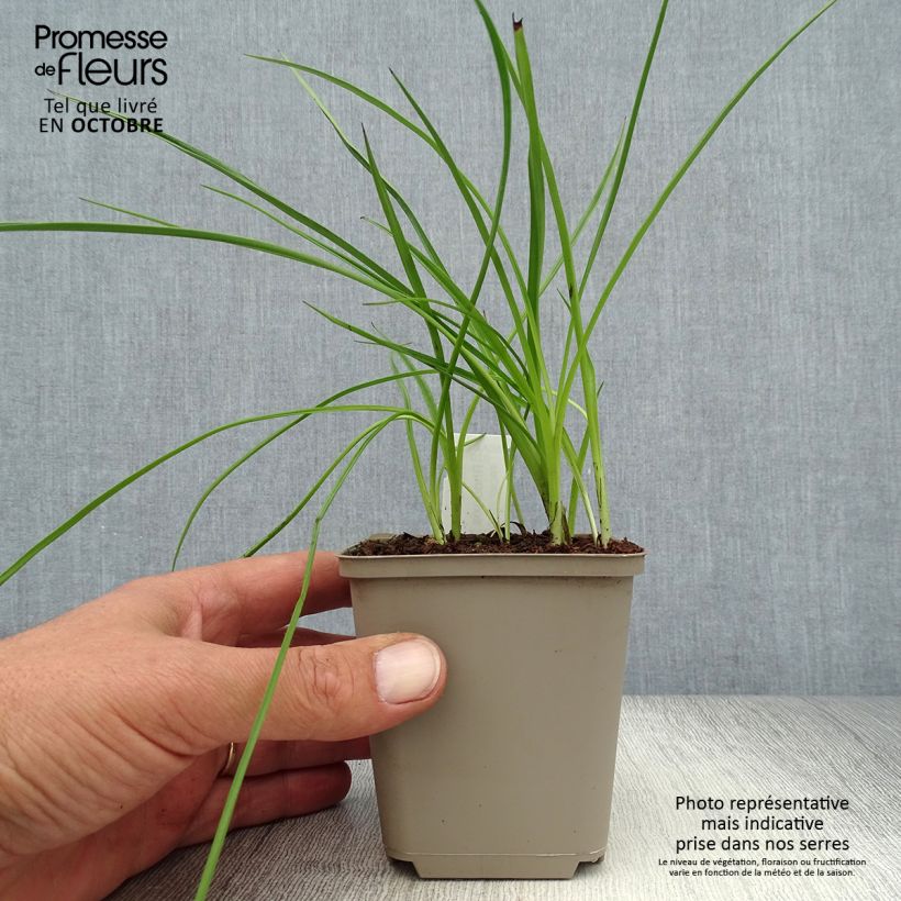 Rhodohypoxis Beverly 8/9 cm pot sample as delivered in autumn