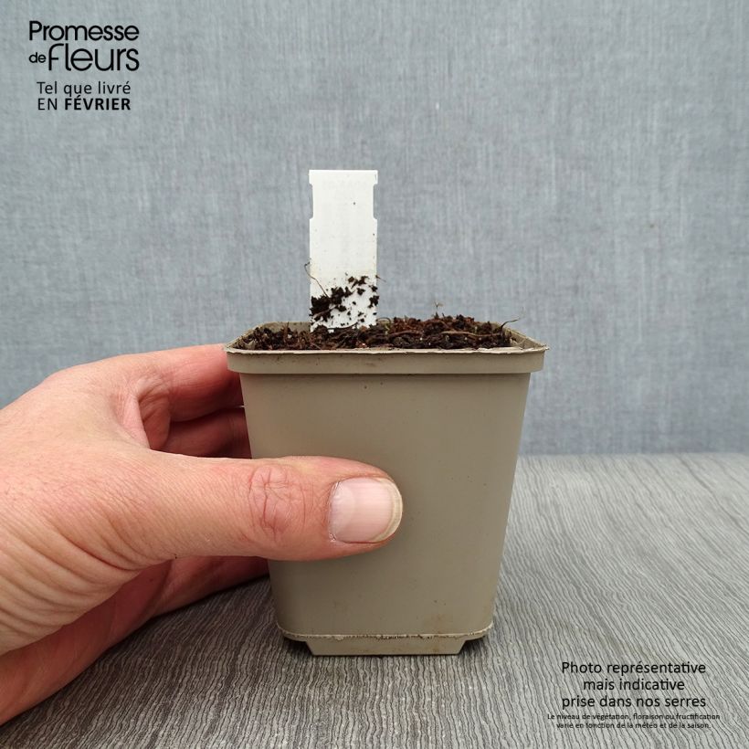 Rhodohypoxis Beverly 8/9 cm pot sample as delivered in winter