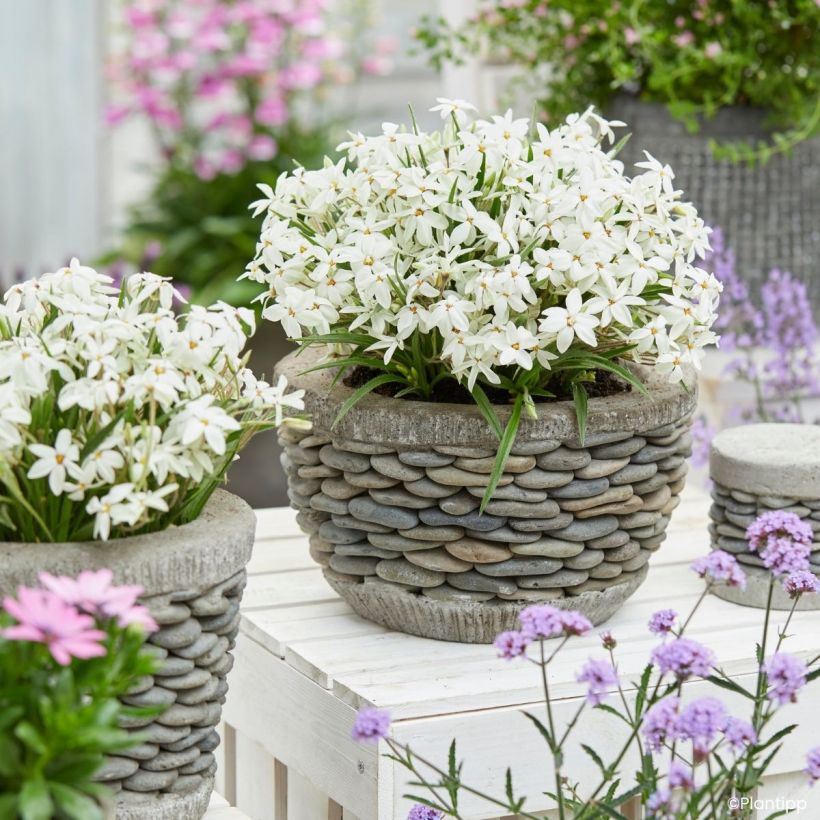 Rhodoxis hybrida Fairy Snow  (Plant habit)