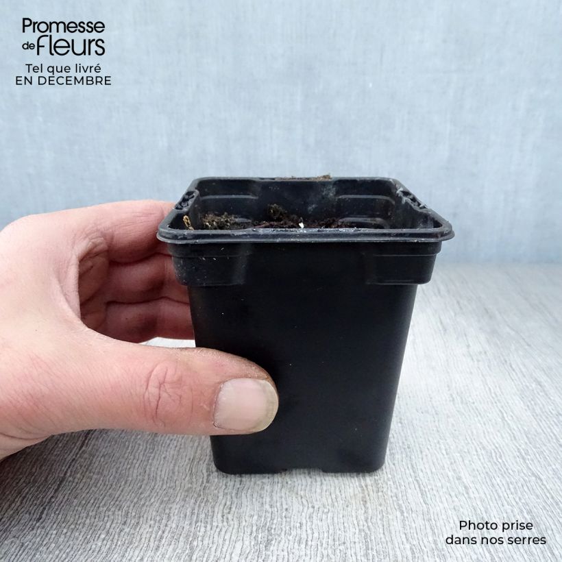 Organic Ribbed Rhubarb 8/9 cm pot sample as delivered in winter