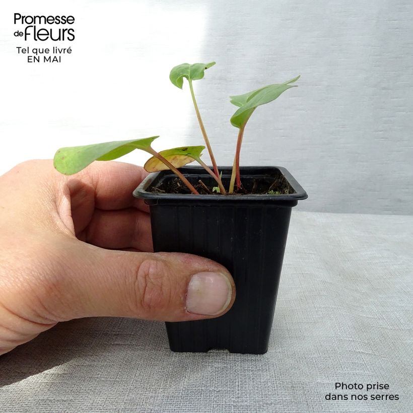 Organic Ribbed Rhubarb 8/9 cm pot sample as delivered in spring