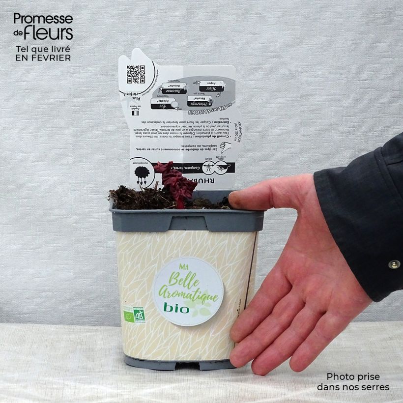 Organic Ribbed Rhubarb 1L/1.5L pot sample as delivered in winter