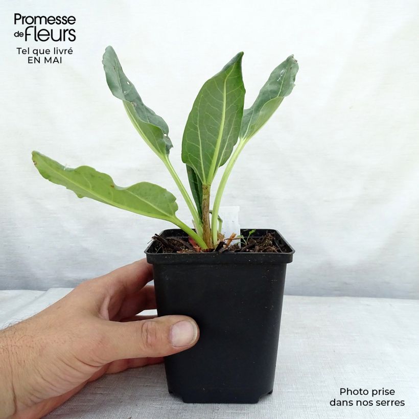 Rheum alexandrae - Alexander's Rhubarb 8/9 cm pot sample as delivered in spring