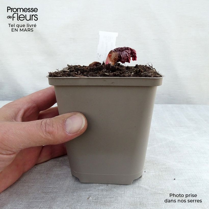 Rheum palmatum var. tanguticum - Chinese Rhubarb 8/9 cm pot sample as delivered in spring