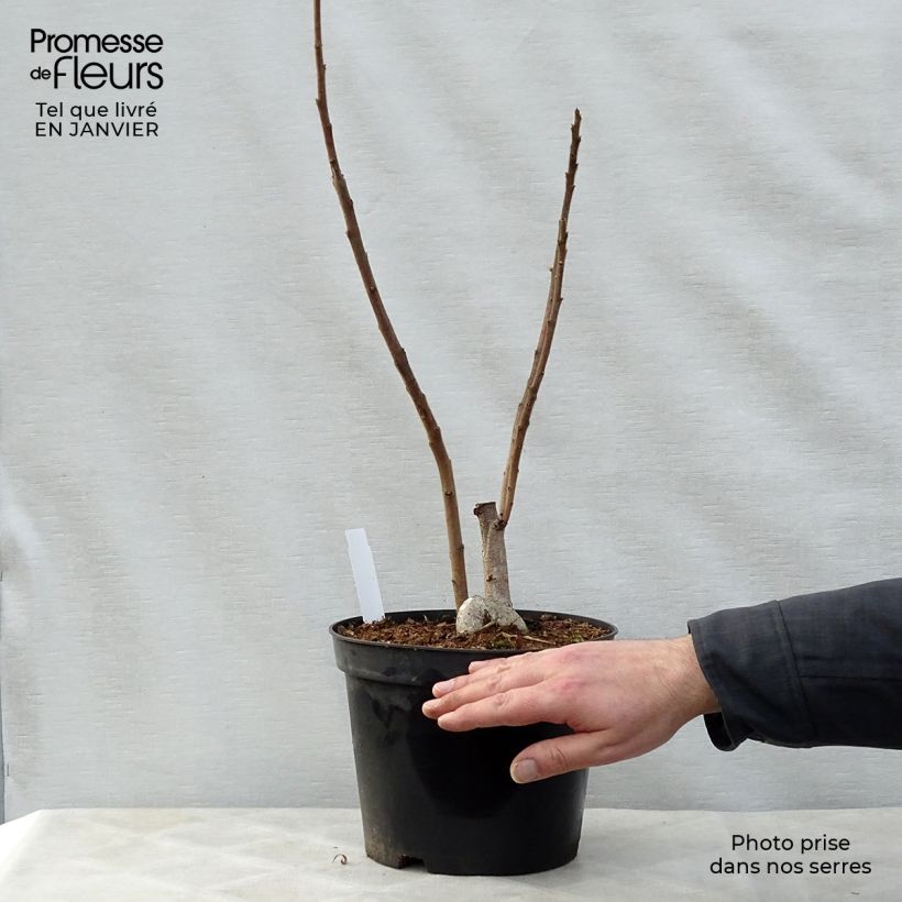 Rhus typhina - Stag's Horn Sumach 4L/5L pot sample as delivered in winter