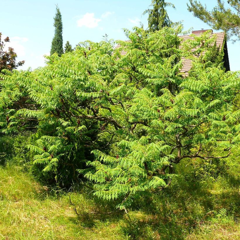 Rhus typhina Dissecta (Plant habit)