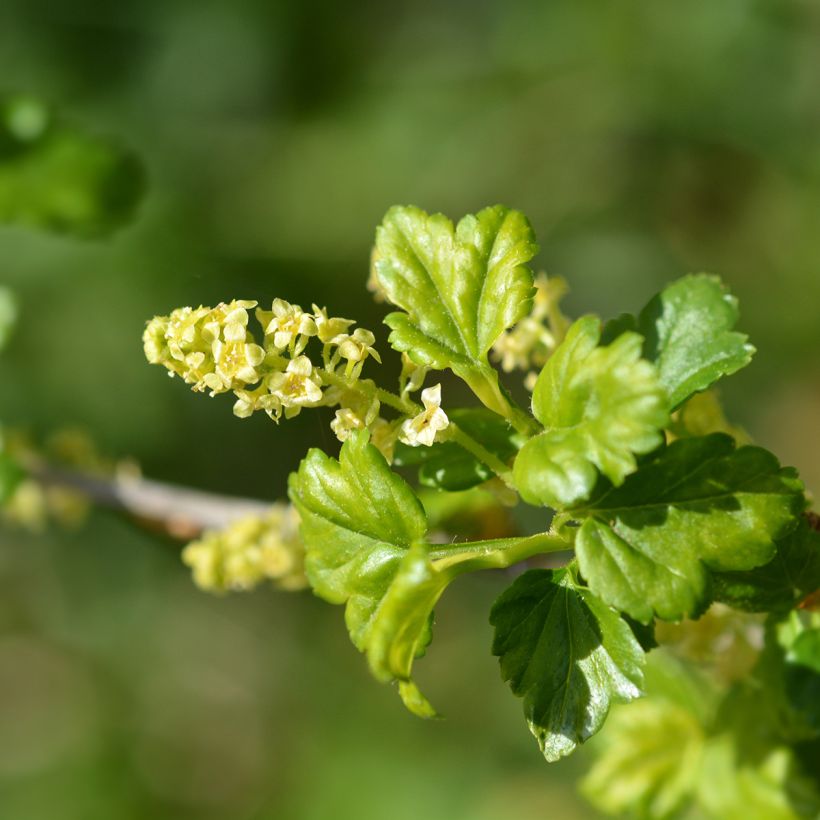 Ribes alpinum - Alpine Currant (Flowering)