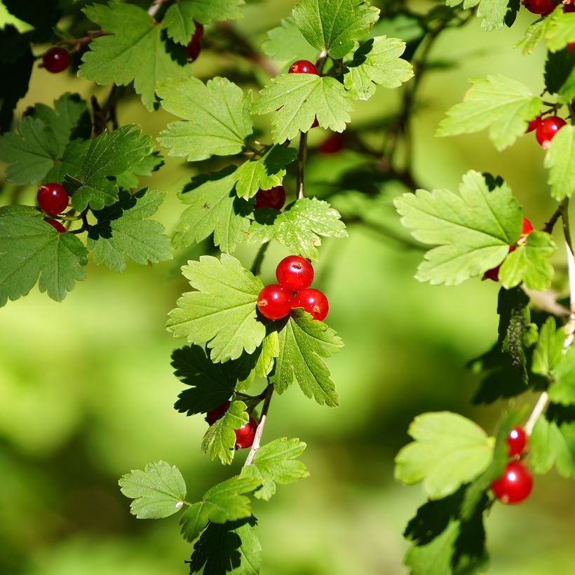 Ribes alpinum - Alpine Currant (Harvest)