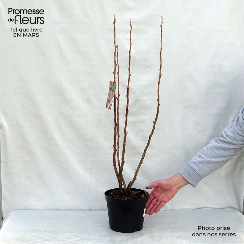 Ribes sanguineum - Flowering Currant 3L/4L pot sample as delivered in spring