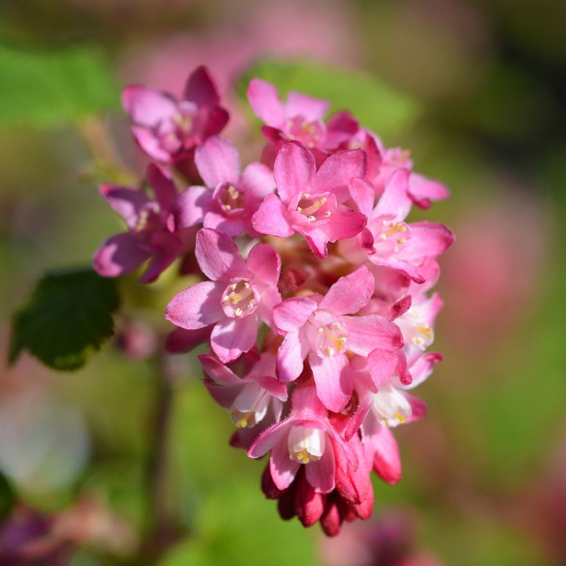 Ribes sanguineum King Edward VII - Flowering Currant (Flowering)