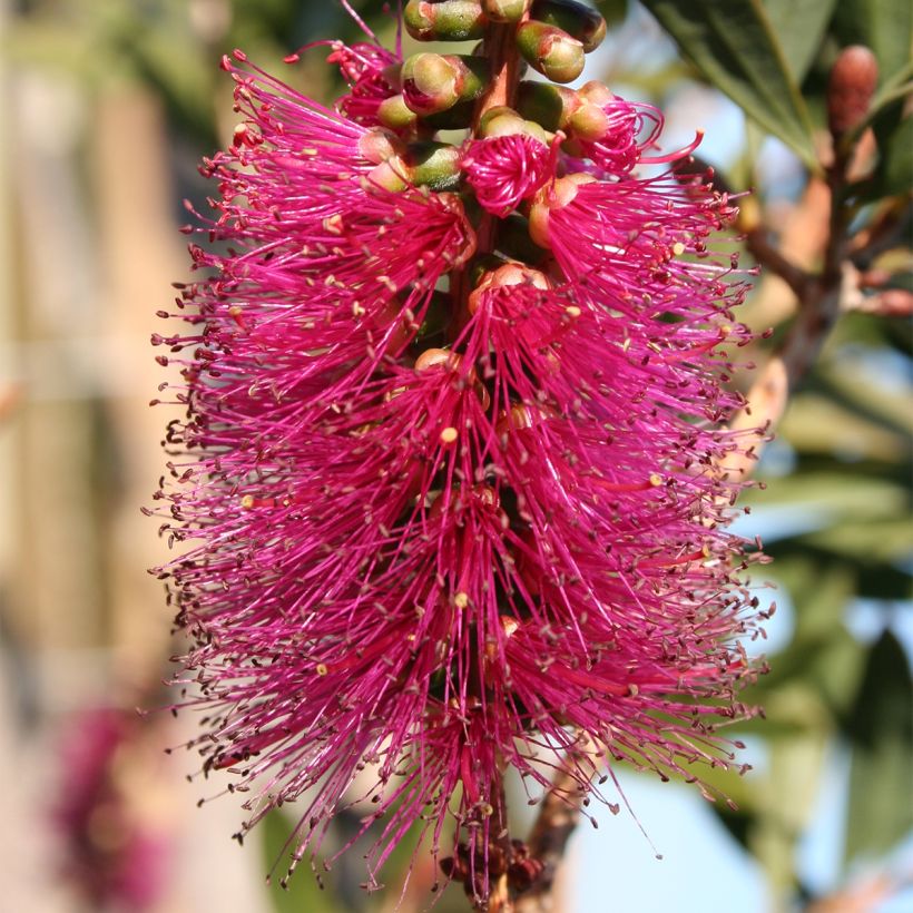 Callistemon violaceus - Bottlebrush (Flowering)