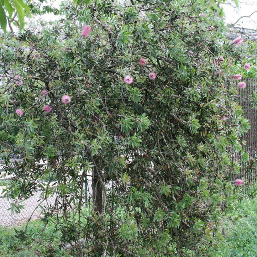 Callistemon violaceus - Bottlebrush (Plant habit)