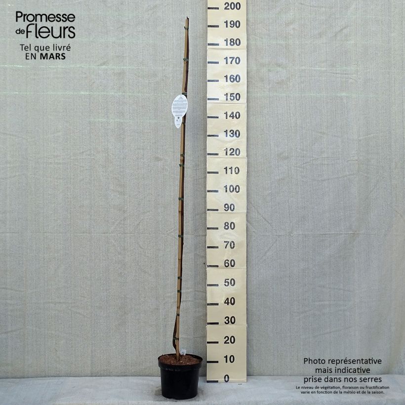 Robinia pseudoacacia Casque Rouge - Black Locust 4L/5L pot sample as delivered in winter