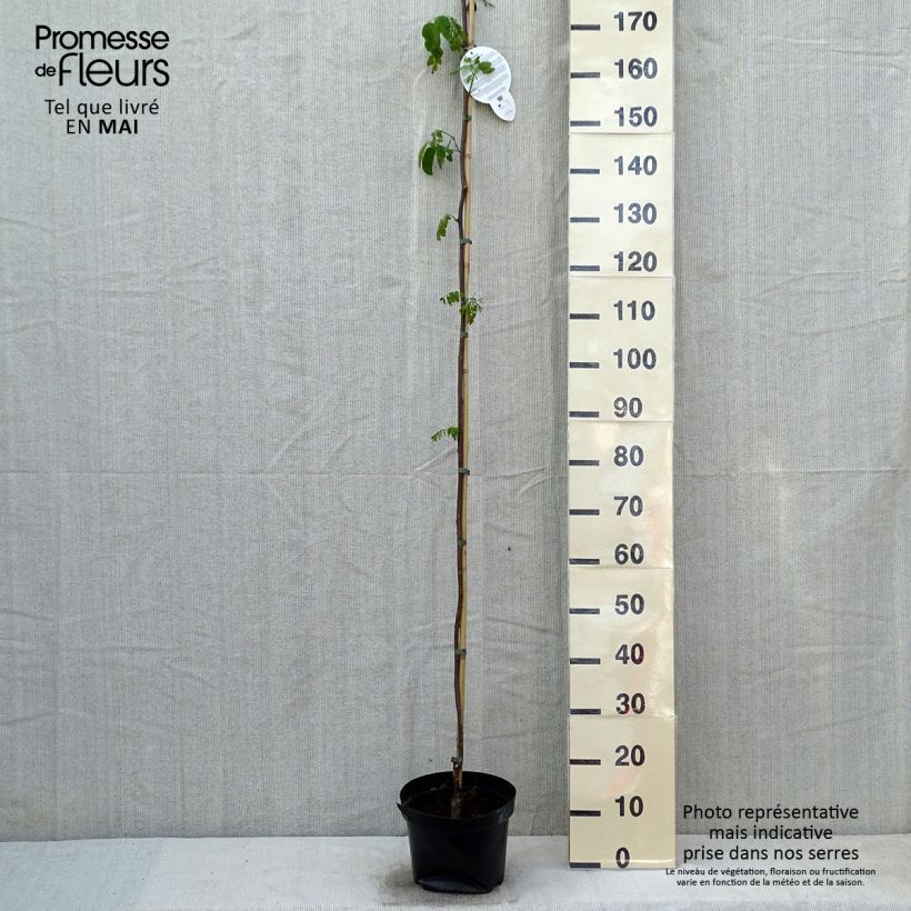 Robinia pseudoacacia Casque Rouge - Black Locust 4L/5L pot sample as delivered in spring