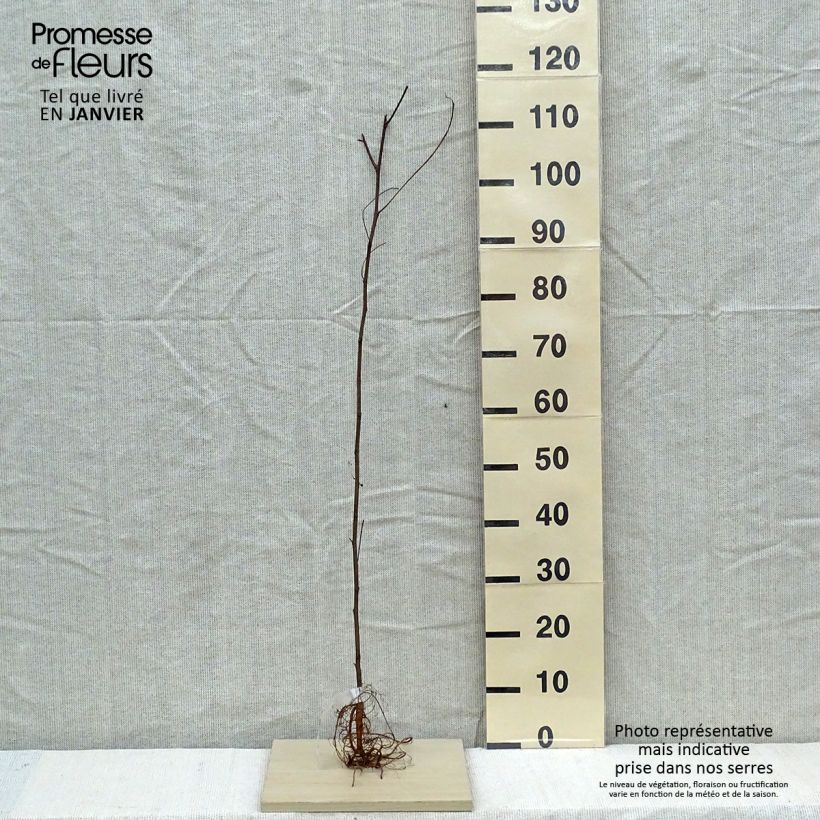 Robinia pseudoacacia - Black Locust Bare root sample as delivered in winter