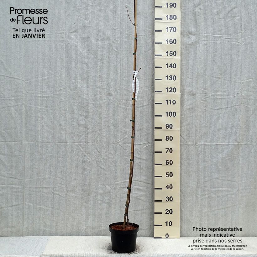 Robinia pseudoacacia Frisia - Black Locust 4L/5L pot sample as delivered in winter