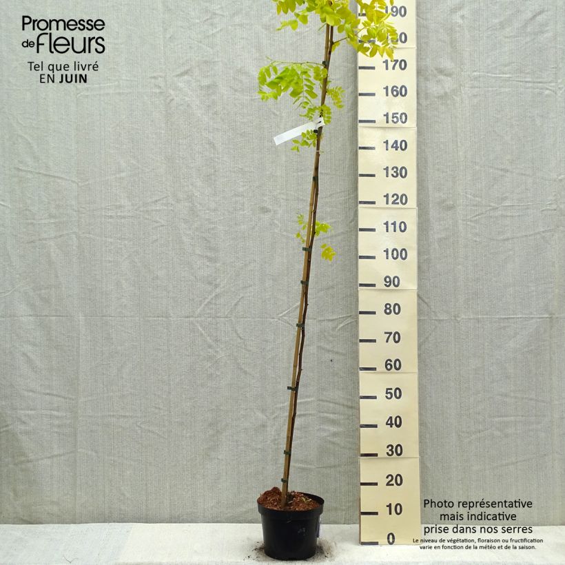 Robinia pseudoacacia Frisia - Black Locust 4L/5L pot sample as delivered in spring