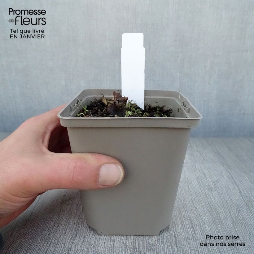 Rodgersia aesculifolia Irish Bronze 8/9 cm pot sample as delivered in winter