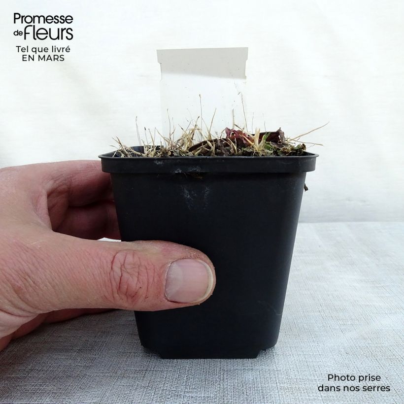 Rodgersia La Blanche 8/9 cm pot sample as delivered in spring