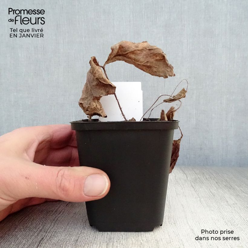 Rodgersia aesculifolia 8/9 cm pot sample as delivered in winter