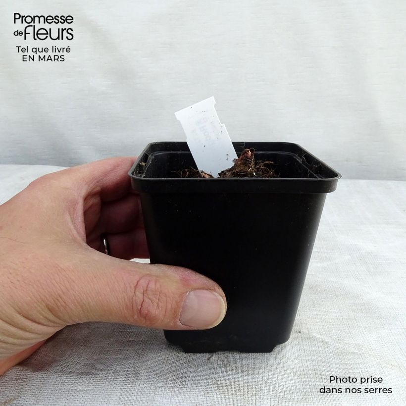 Rodgersia aesculifolia var. henrici 8/9 cm pot sample as delivered in winter