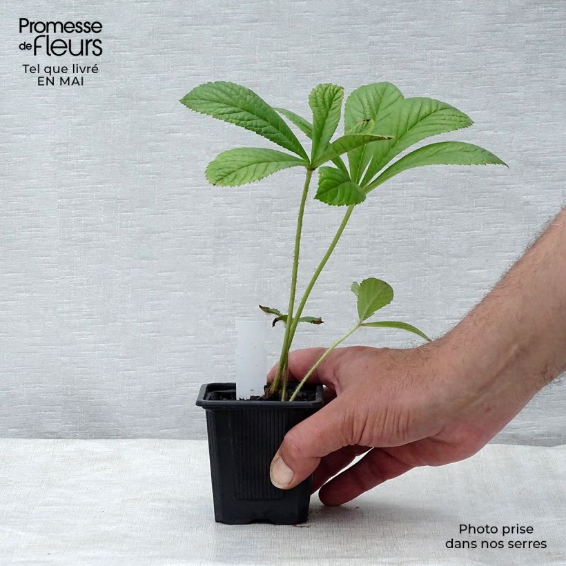 Rodgersia pinnata 8/9 cm pot sample as delivered in spring