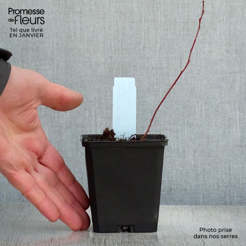 Rodgersia pinnata Bronze Peacock 8/9 cm pot sample as delivered in winter