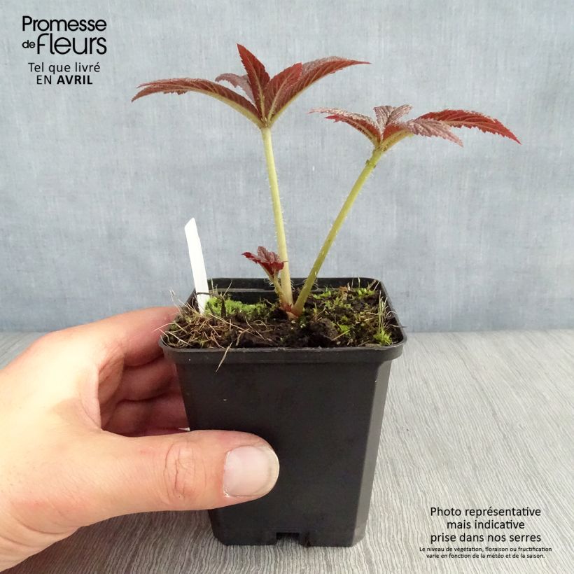 Rodgersia pinnata Bronze Peacock 8/9 cm pot sample as delivered in spring