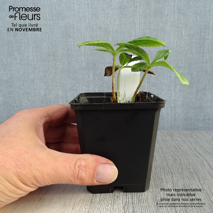 Rodgersia pinnata Chocolate Wings 8/9 cm pot sample as delivered in autumn