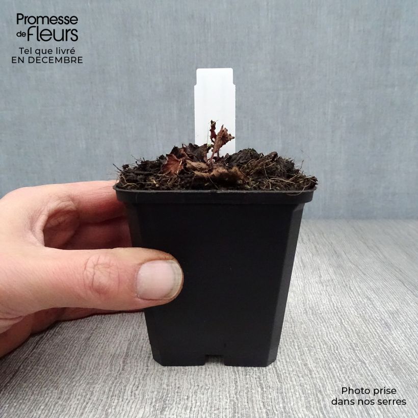 Rodgersia pinnata Chocolate Wings 8/9 cm pot sample as delivered in winter