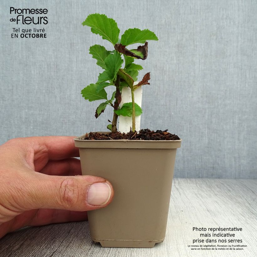 Rodgersia pinnata Dark Pokers 8/9 cm pot sample as delivered in autumn