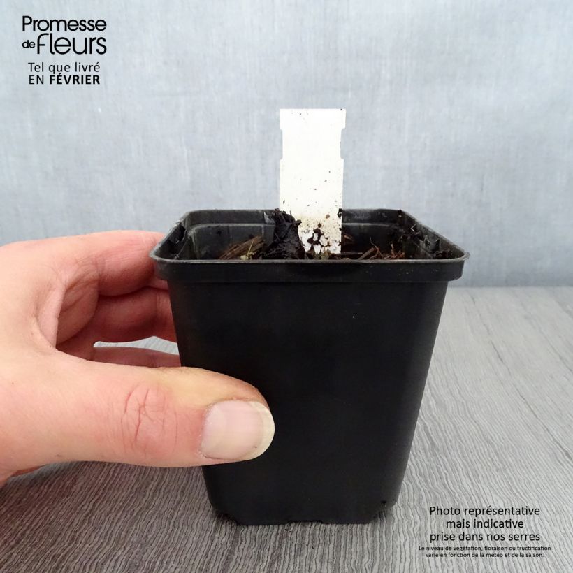 Rodgersia pinnata Dark Pokers 8/9 cm pot sample as delivered in winter