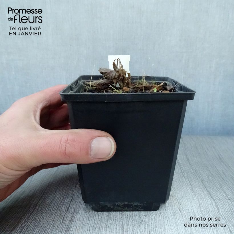 Rodgersia pinnata Elegans 8/9 cm pot sample as delivered in winter