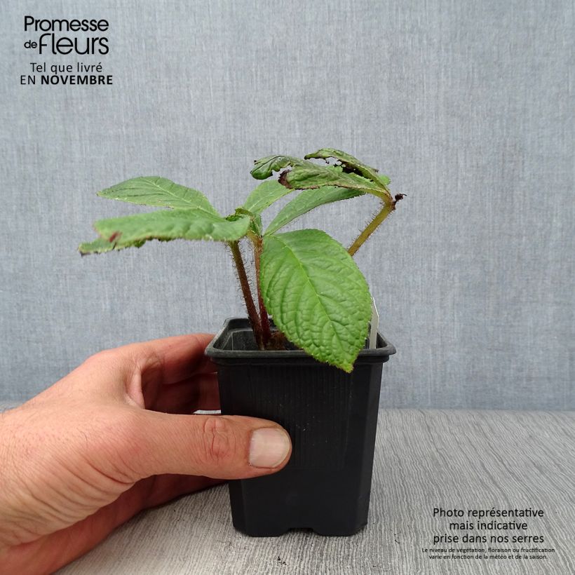Rodgersia pinnata 8/9 cm pot sample as delivered in autumn