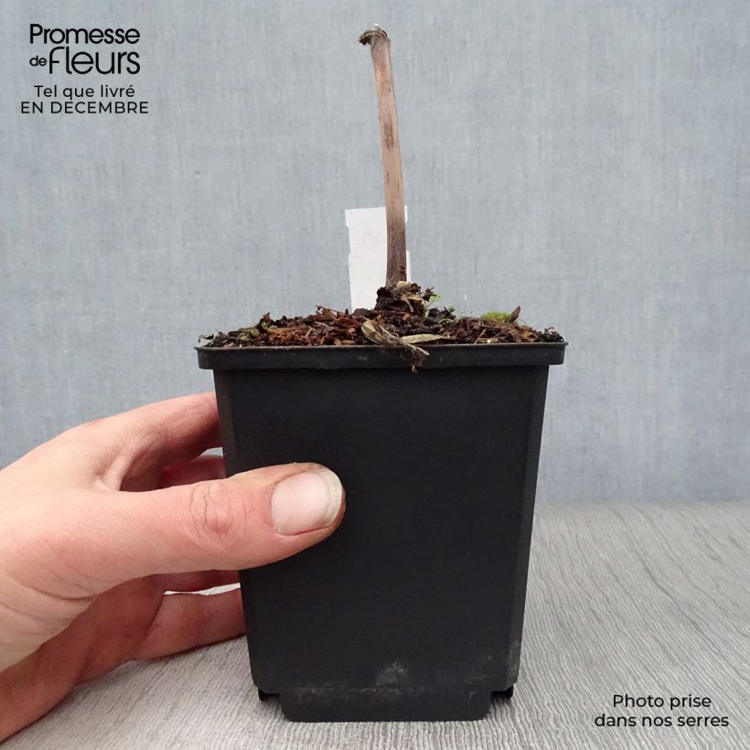Rodgersia sambucifolia 8/9 cm pot sample as delivered in winter