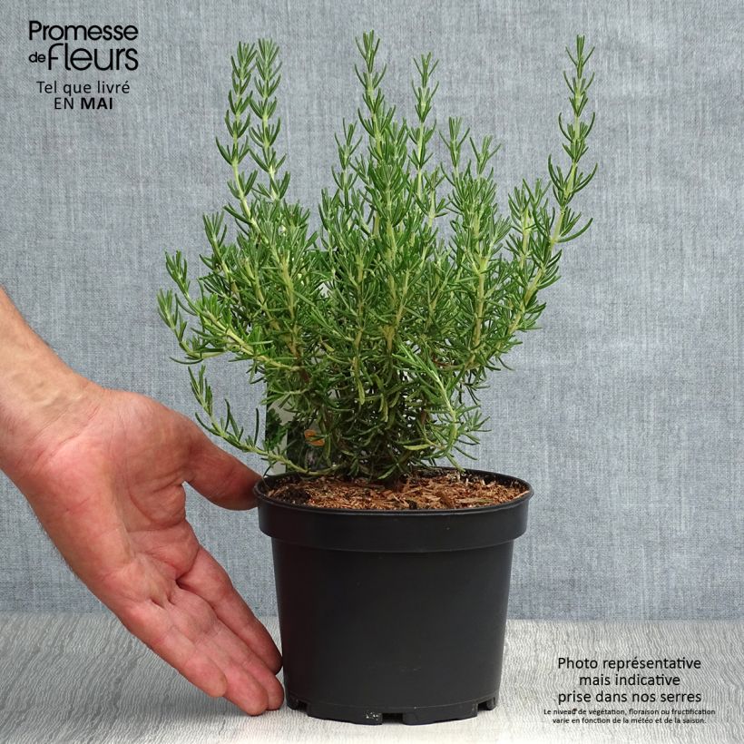 Rosmarinus officinalis Majorca Pink - Rosemary 1.5L/2L pot sample as delivered in spring