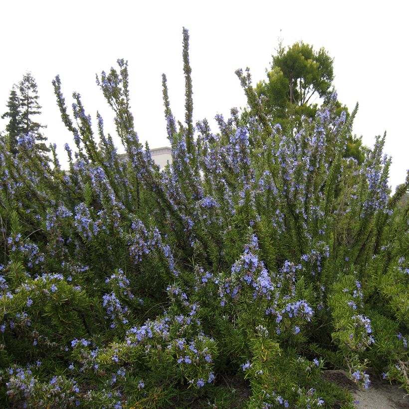 Rosmarinus officinalis Tuscan Blue (Plant habit)